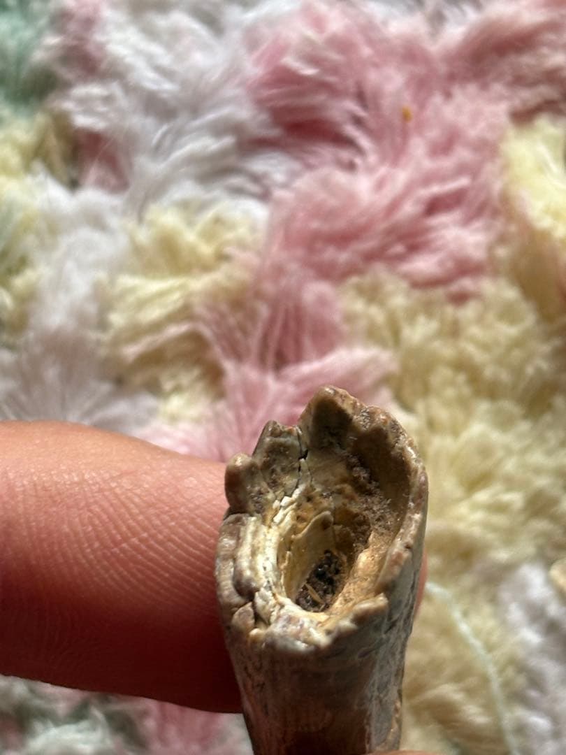 4.5cm スコミムス　歯　化石