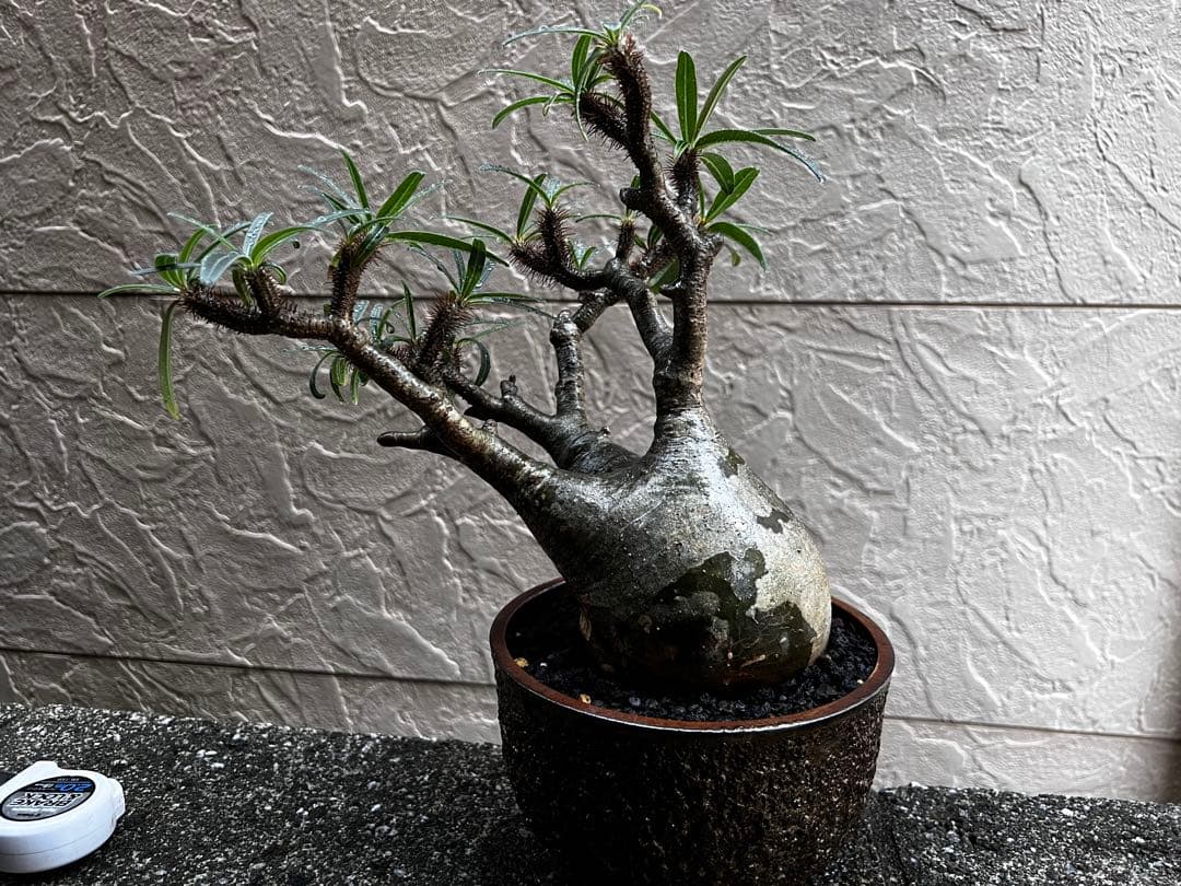 パキポディウム グラキリス 塊根植物 大株 現地球 発根済み