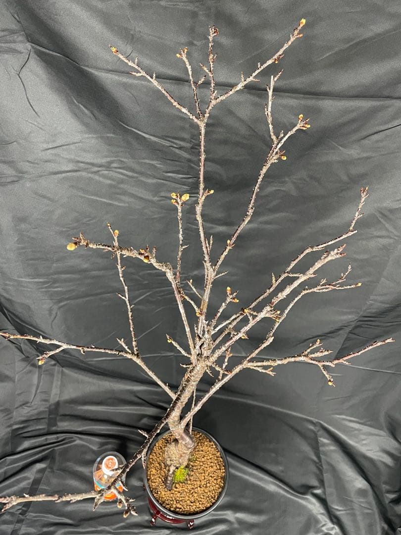 桜　河津桜　カワヅザクラ