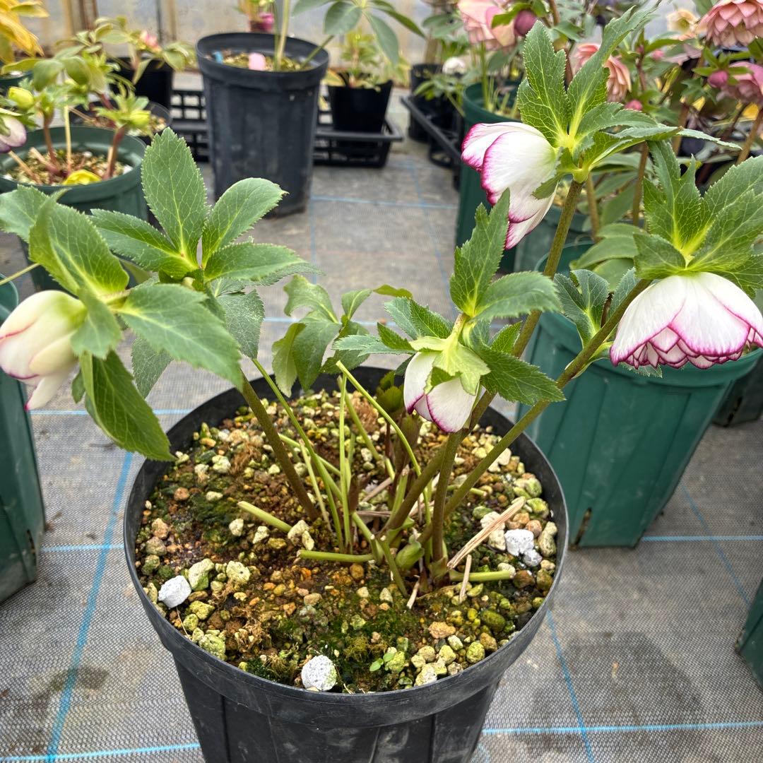 クリスマスローズ　ピコティ　７寸 大株