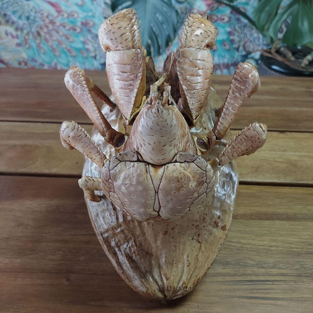 ハワイ　ヤシガニ剥製　ヤシガニとヤシノミ剥製