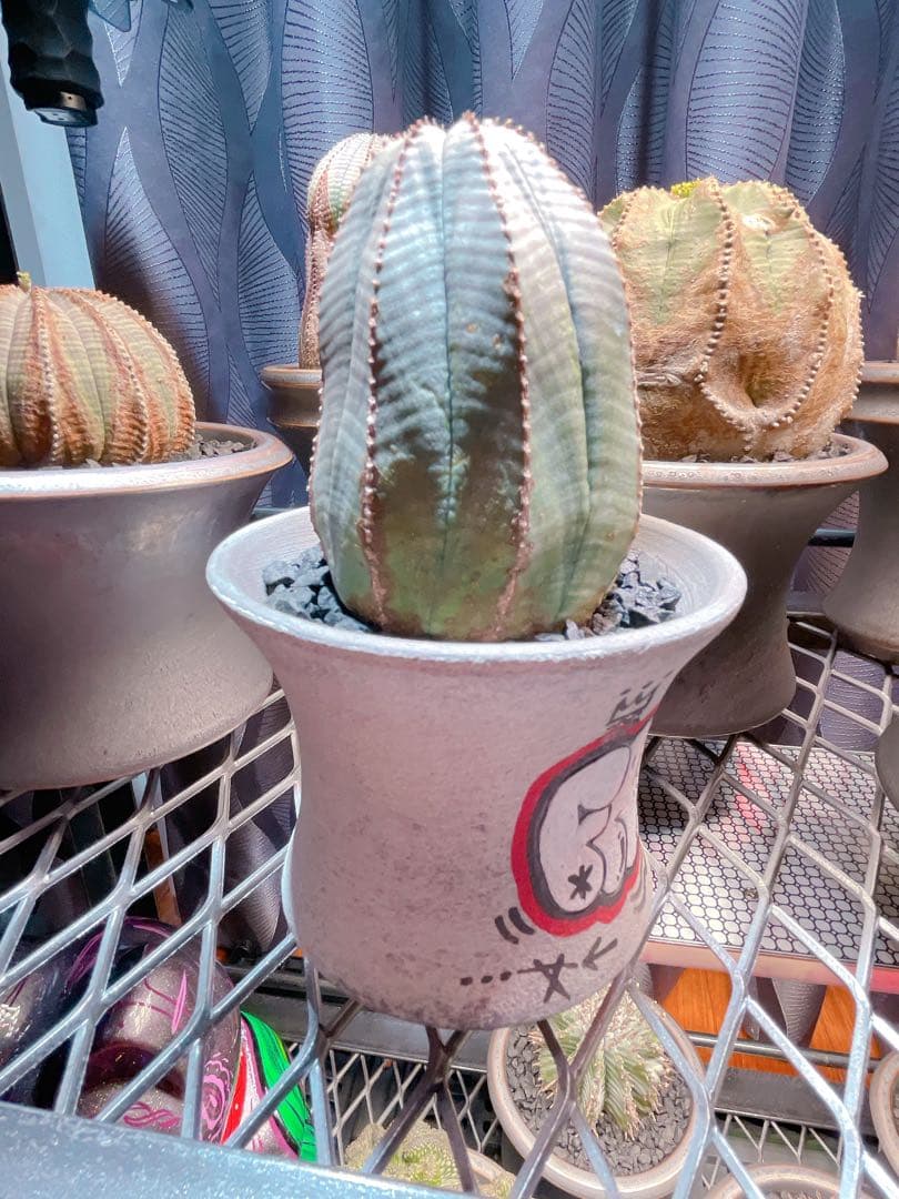 ハイパーポットクリエイター 阿萬 × aobouzu グラフィティー 【鉢のみ】