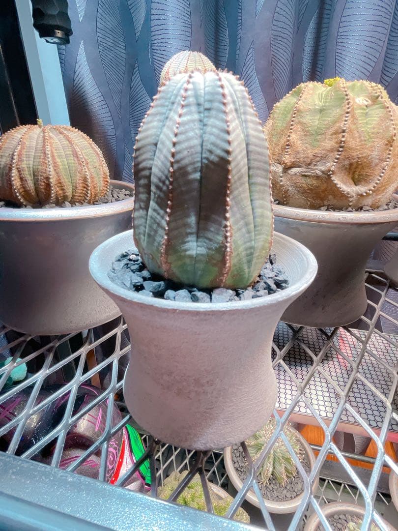 ハイパーポットクリエイター 阿萬 × aobouzu グラフィティー 【鉢のみ】