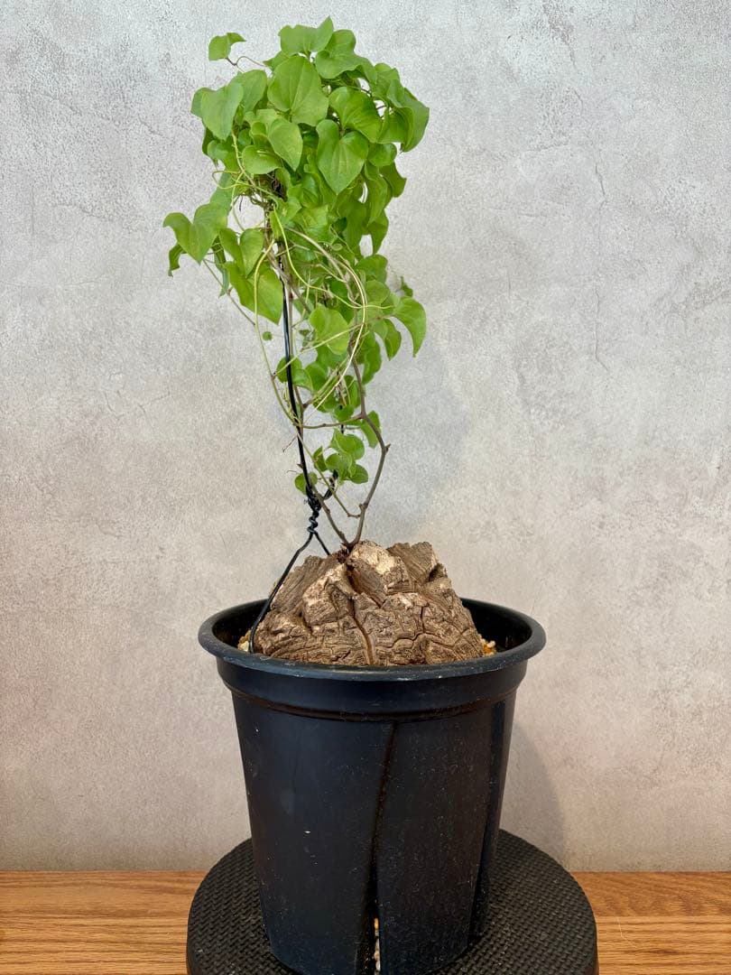 現地球 ディオスコレア・エレファンティペス（亀甲竜）塊根約13cm 良型