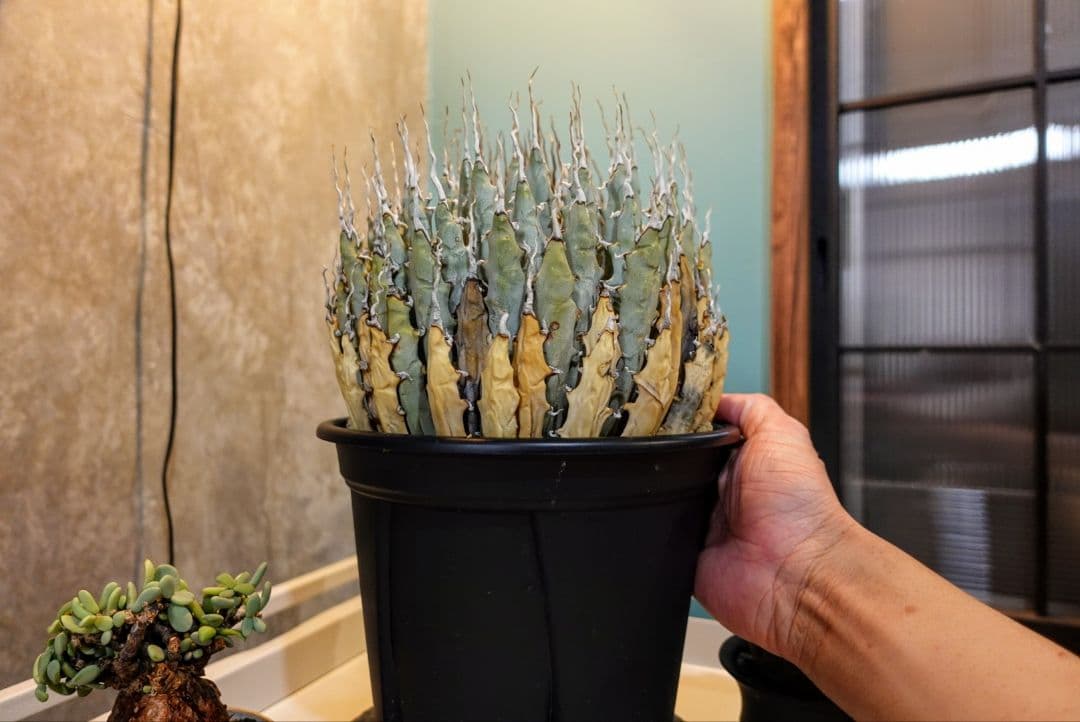 K*G様 【7号XXXLサイズ】発根屋史上最大級・最高のエボリスピナ・発根済の陽