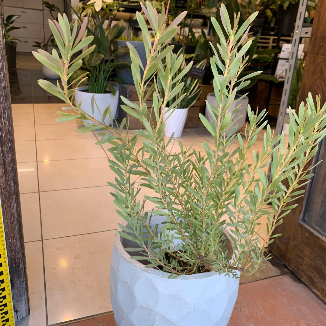 リューカデンドロン イエローデビル 1 ファイバー鉢