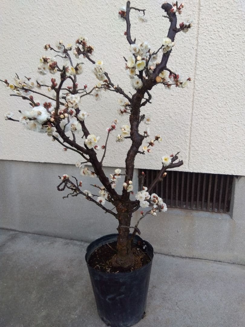 雲龍梅　古木　白花　７号ポットつき　特大❗　ま