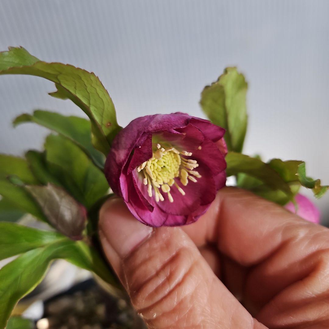 ㉖-404クリスマスローズ