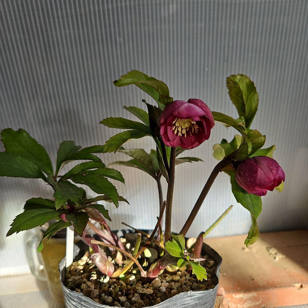 ㉖-404クリスマスローズ