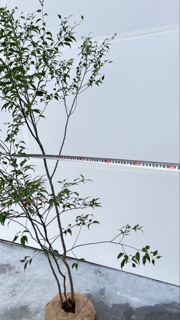 美しい樹形が魅力的 山採り ハイノキ 株立 712 樹高1.8m位 高級樹