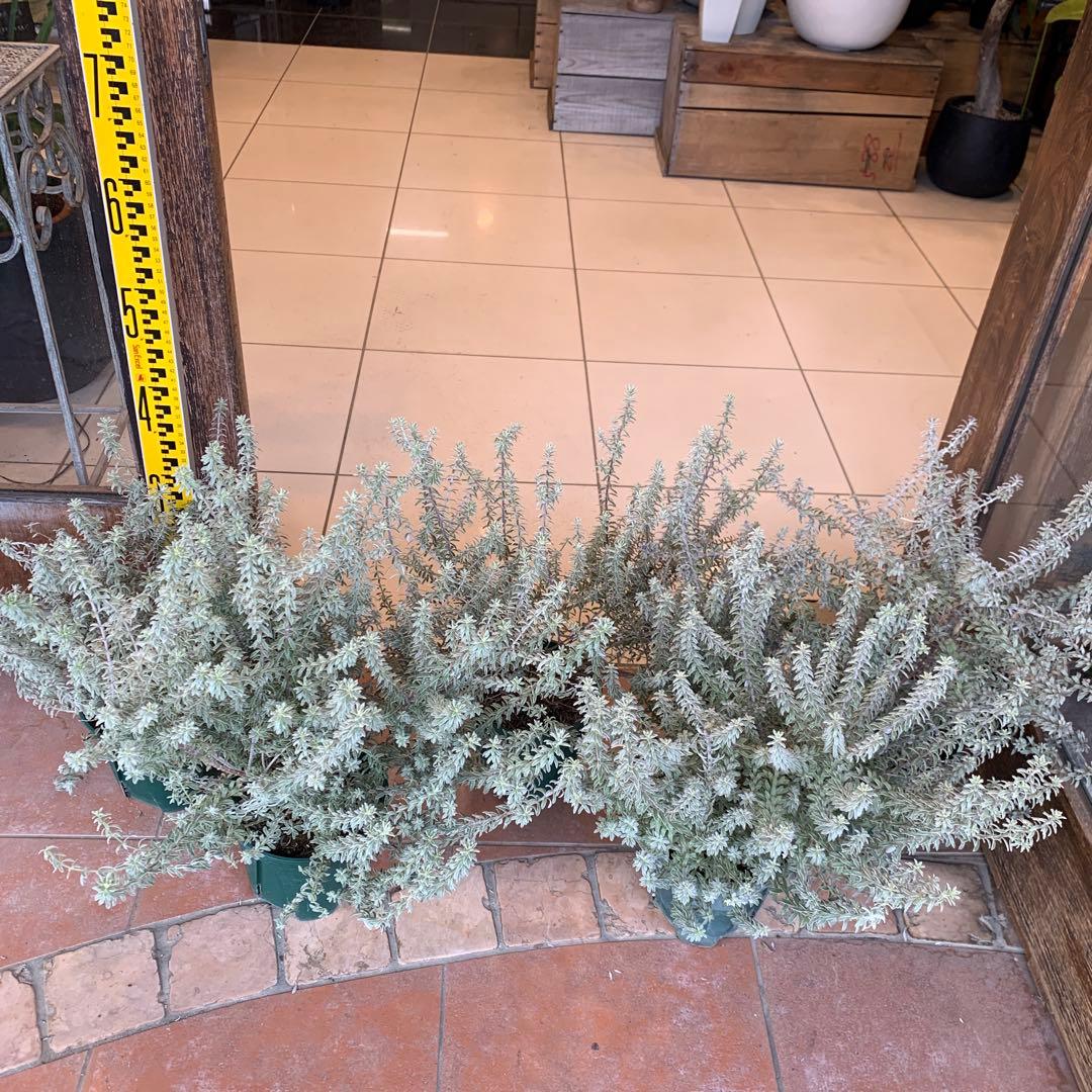 斑入り ウエストリンギア スモーキーホワイト 5個セット