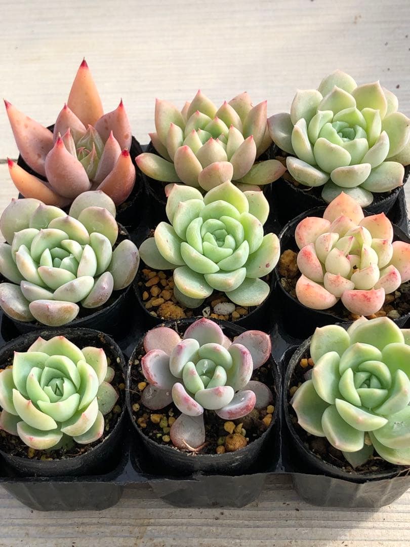 多肉植物 多肉永遠苗♡小苗セット