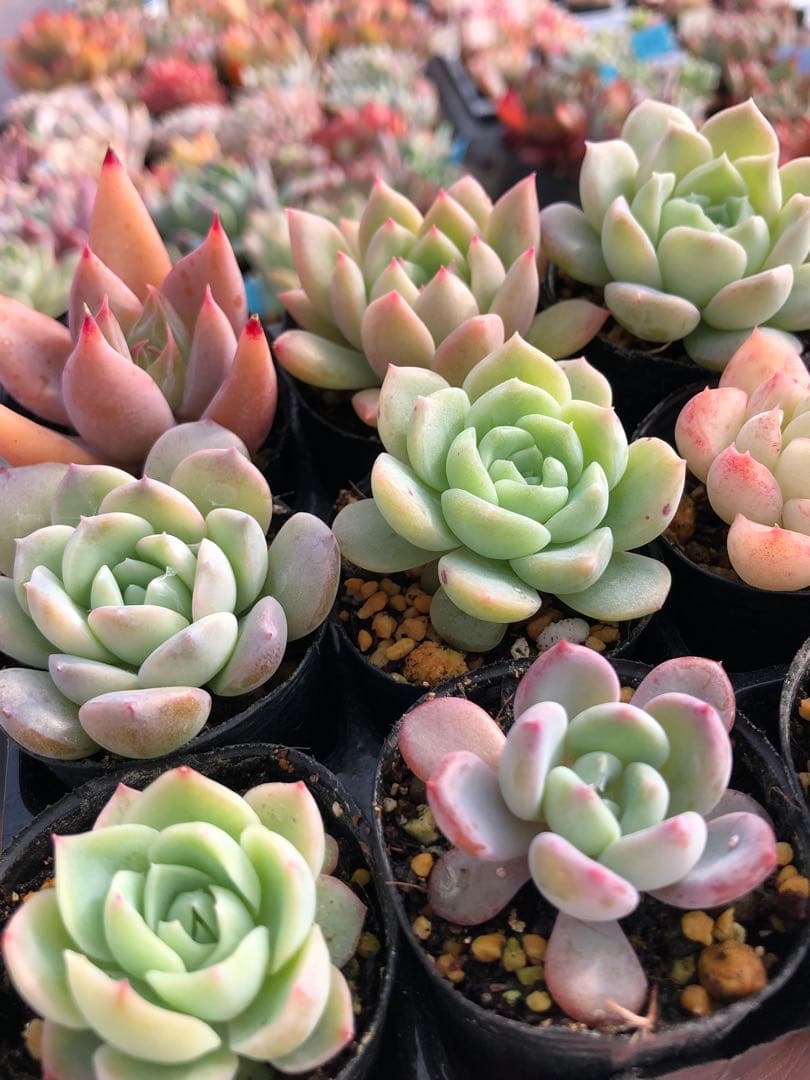 多肉植物 多肉永遠苗♡小苗セット