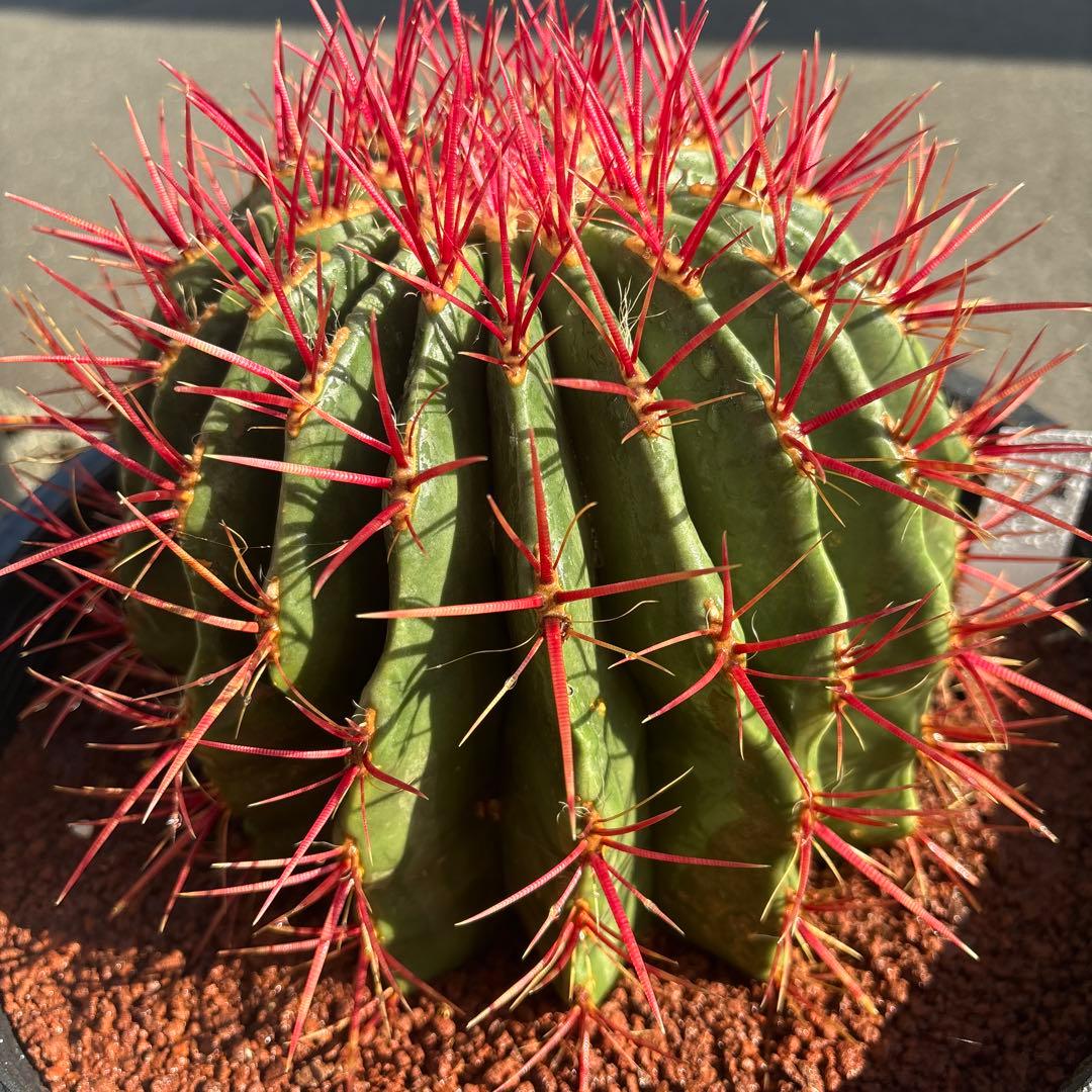 希少な特大サイズ　特特大　特大サイズ　フェロカクタス　赤鳳　12号　尺2サイズ