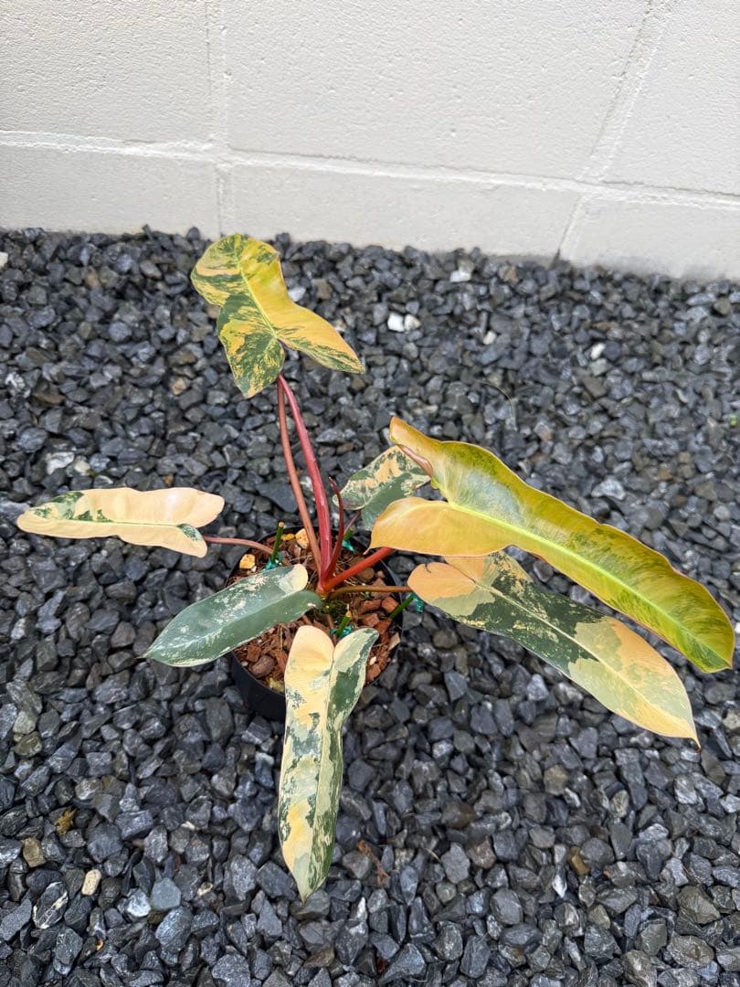 超絶希少 フィロデンドロン　ブラウン　ビューティー斑入り