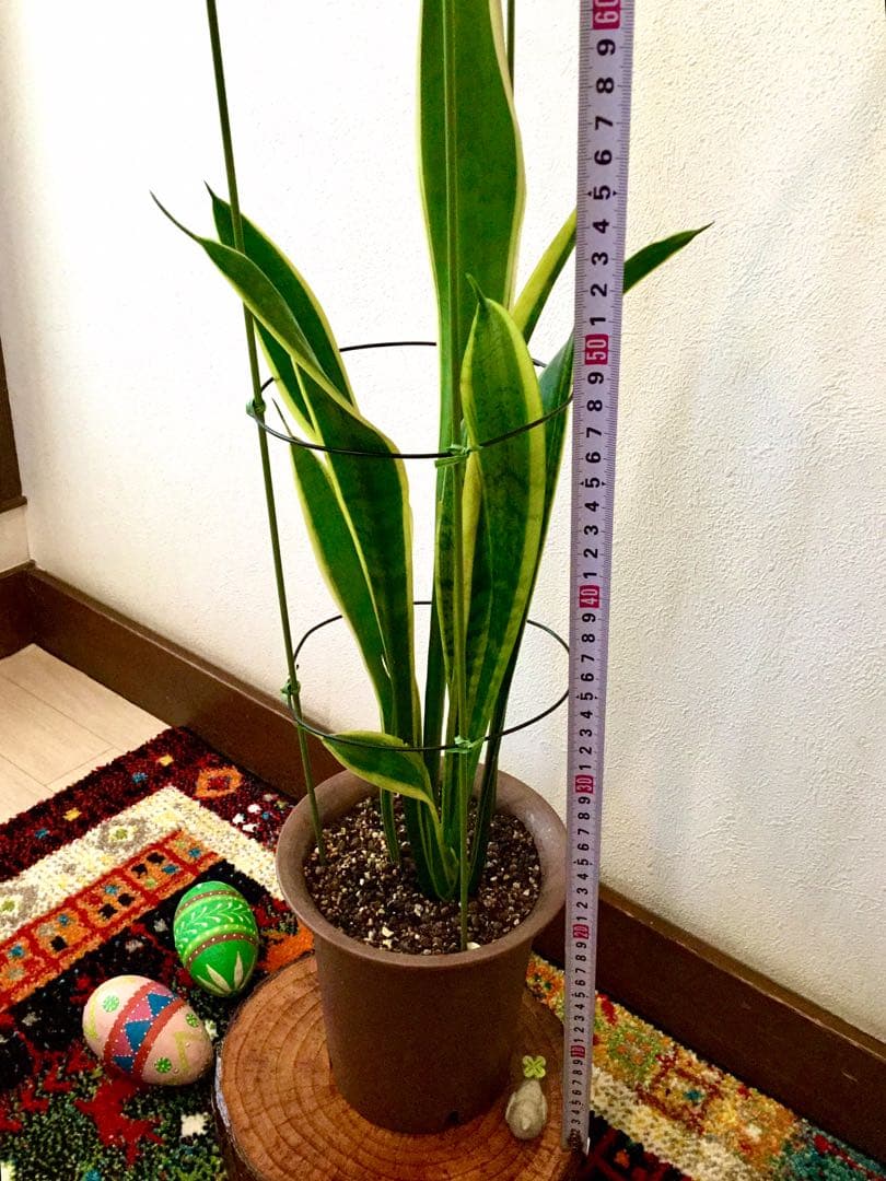 完売　希少大株【斑入りキキョウラン＊ディアネラ＊桔梗蘭】肉厚でお見事なストライプ