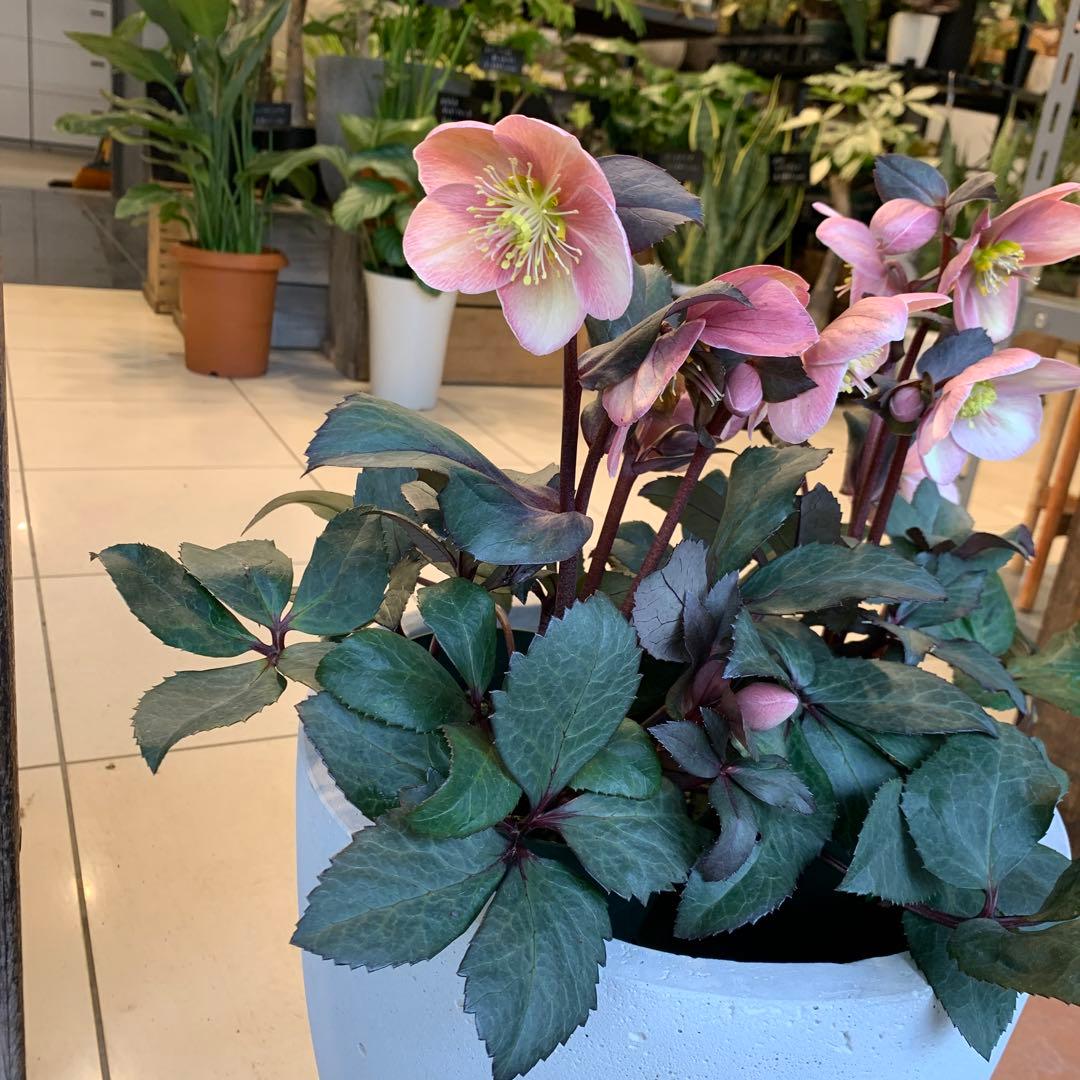 クリスマスローズ ピンクフロスト ファイバー鉢