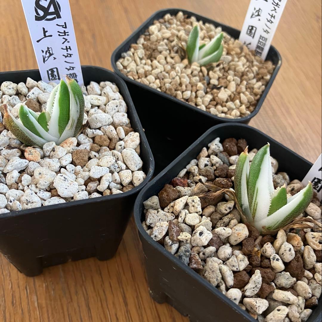 専用出品【鉢ごと発送】3株　豆豆龍錦　TC 発根管理中【匿名配送】