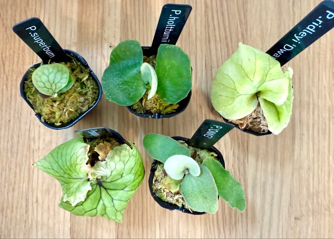 ビカクシダ　セット　OMG　リドレイドワーフ、マダガスカリエンセ、スパーバムなど