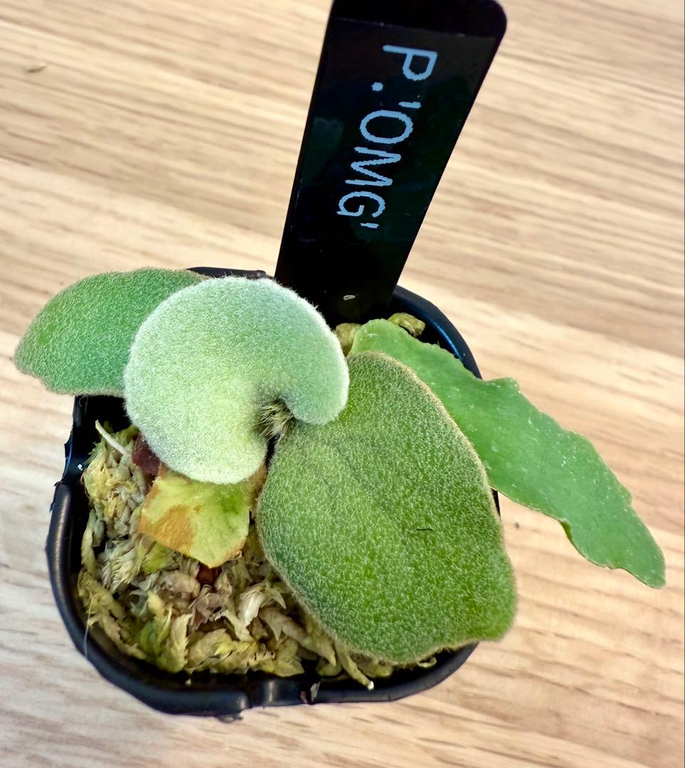 ビカクシダ　セット　OMG　リドレイドワーフ、マダガスカリエンセ、スパーバムなど