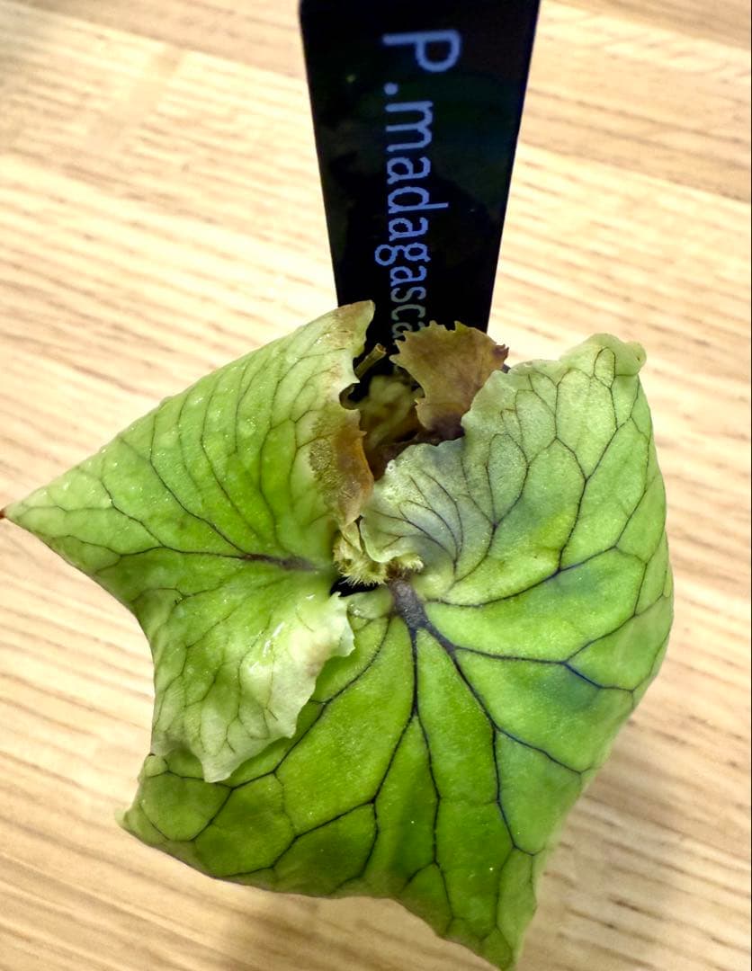 ビカクシダ　セット　OMG　リドレイドワーフ、マダガスカリエンセ、スパーバムなど