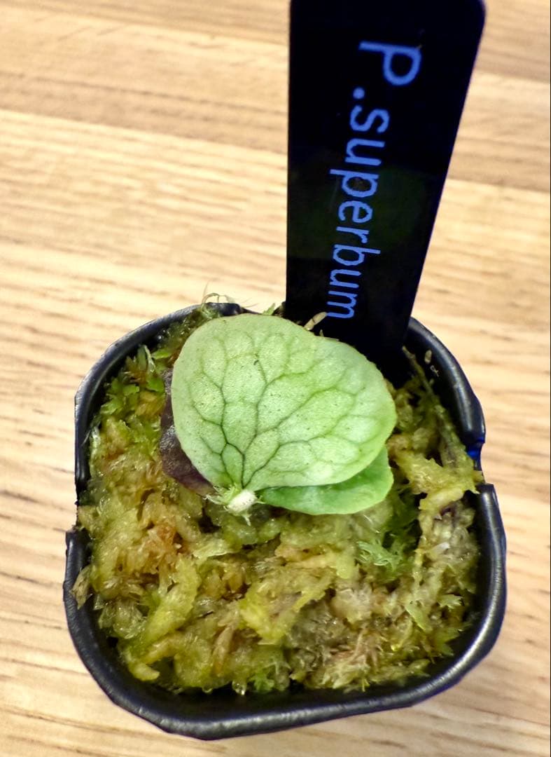 ビカクシダ　セット　OMG　リドレイドワーフ、マダガスカリエンセ、スパーバムなど