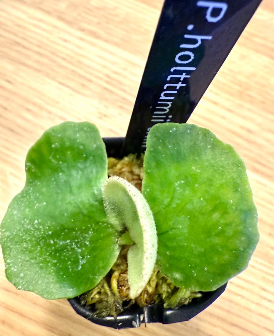 ビカクシダ　セット　OMG　リドレイドワーフ、マダガスカリエンセ、スパーバムなど