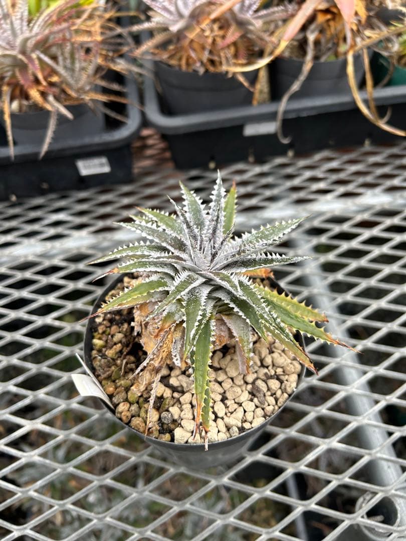 DBディッキア Dyckia Arizona x BS small #118 ⑹