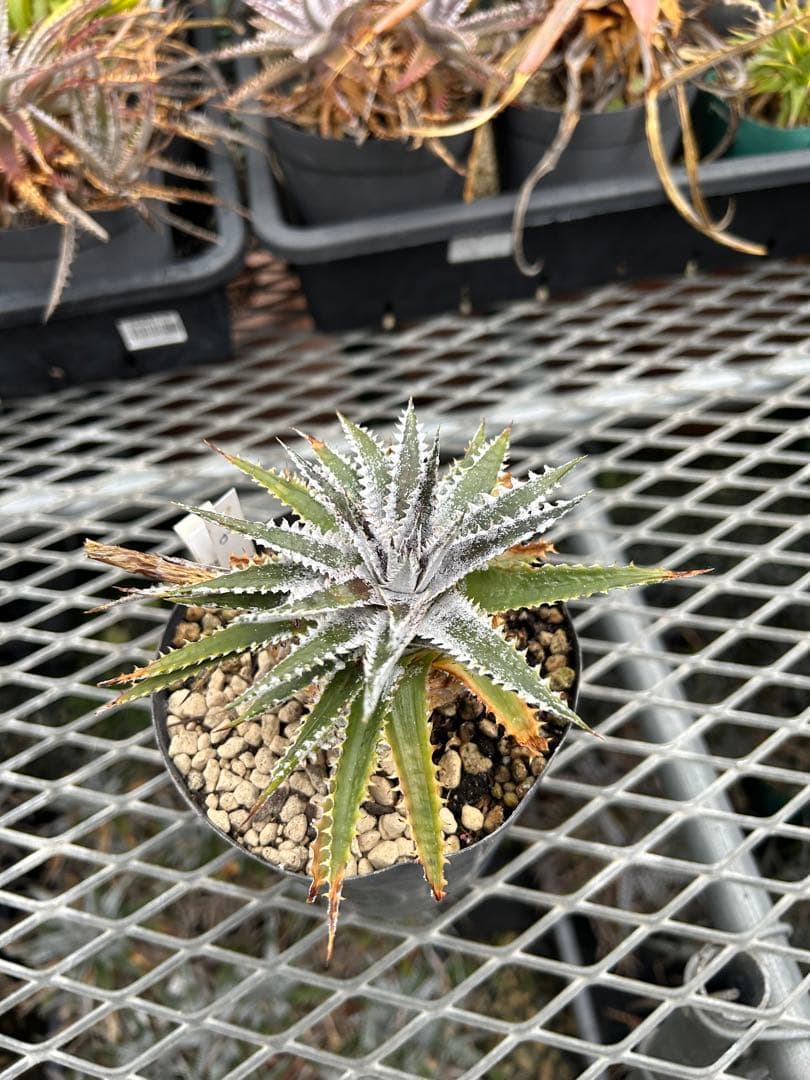 DBディッキア Dyckia Arizona x BS small #118 ⑹