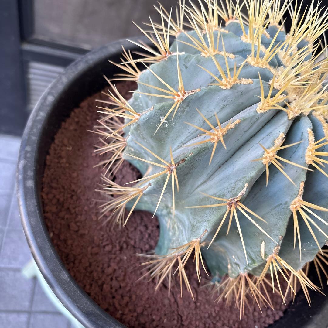 大株　現品　サボテン⭐︎オウカンリュウ⭐︎王冠竜 ⭐︎8号⭐︎