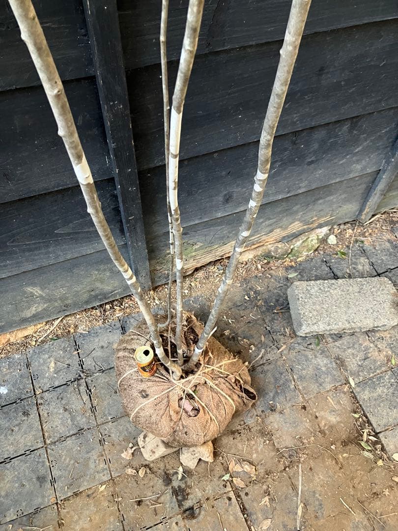 83 山採り　アオダモ