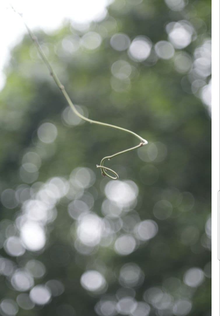 ☆これで出品取り止めます☆Carl Zeiss Tessar 50mm f2.8