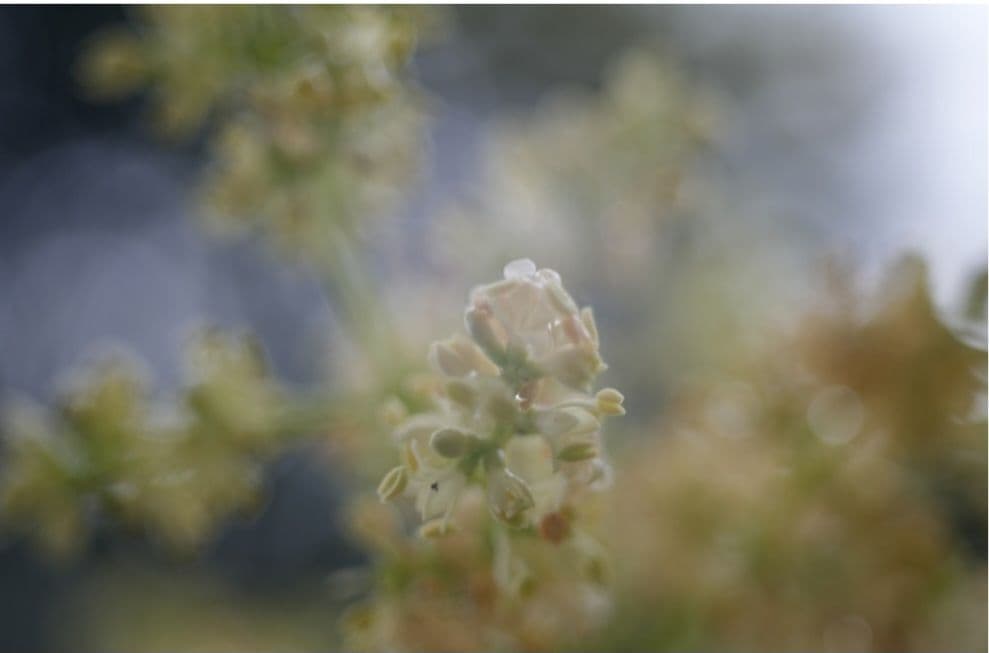 ☆これで出品取り止めます☆Carl Zeiss Tessar 50mm f2.8