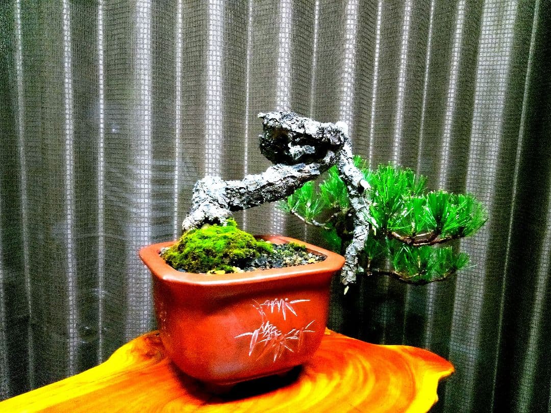 【貴風 山採り 赤松盆栽】　　　⭕天然舎利、幹曲、古木❗