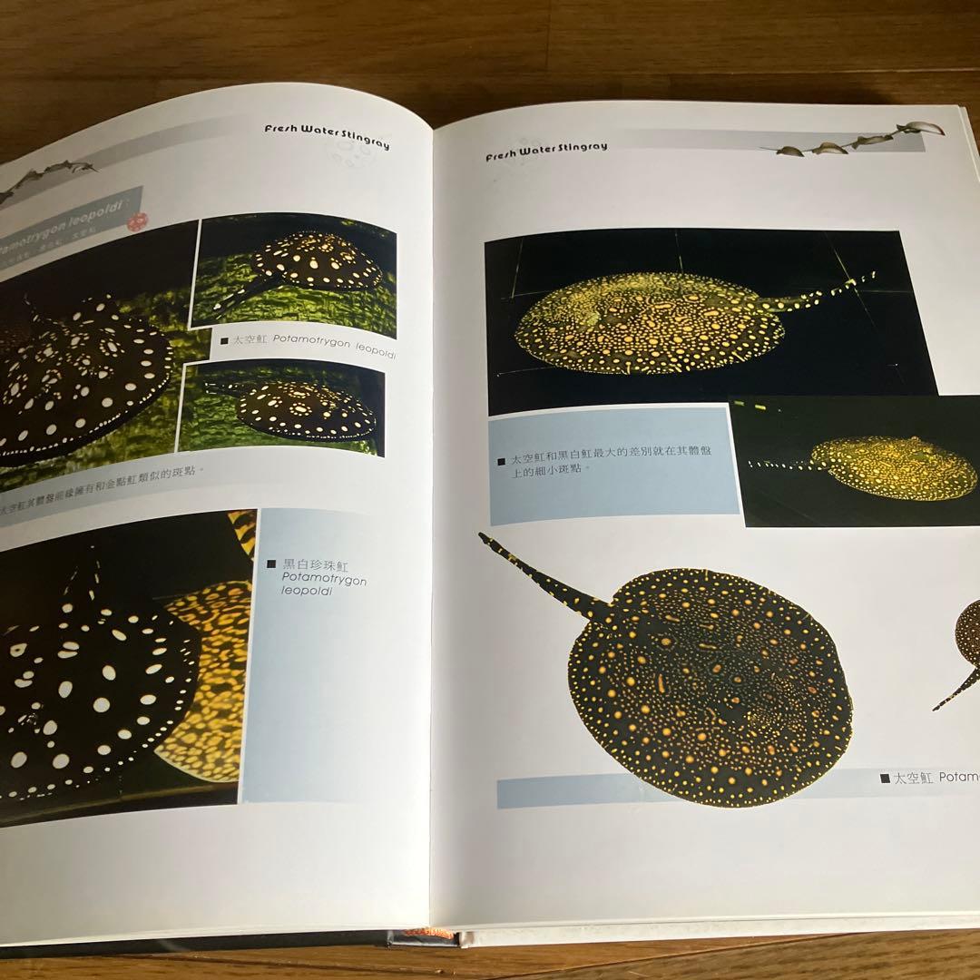 ARRAIA 淡水エイの本