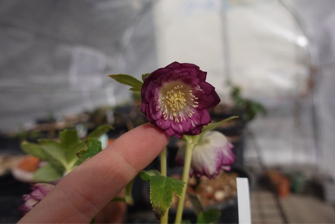 n*h様 クリスマスローズ　紅白の輝き