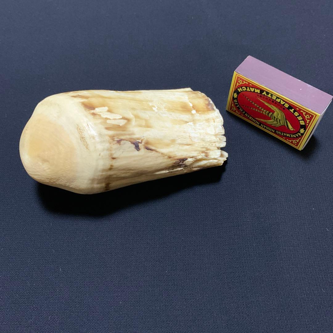 鯨歯