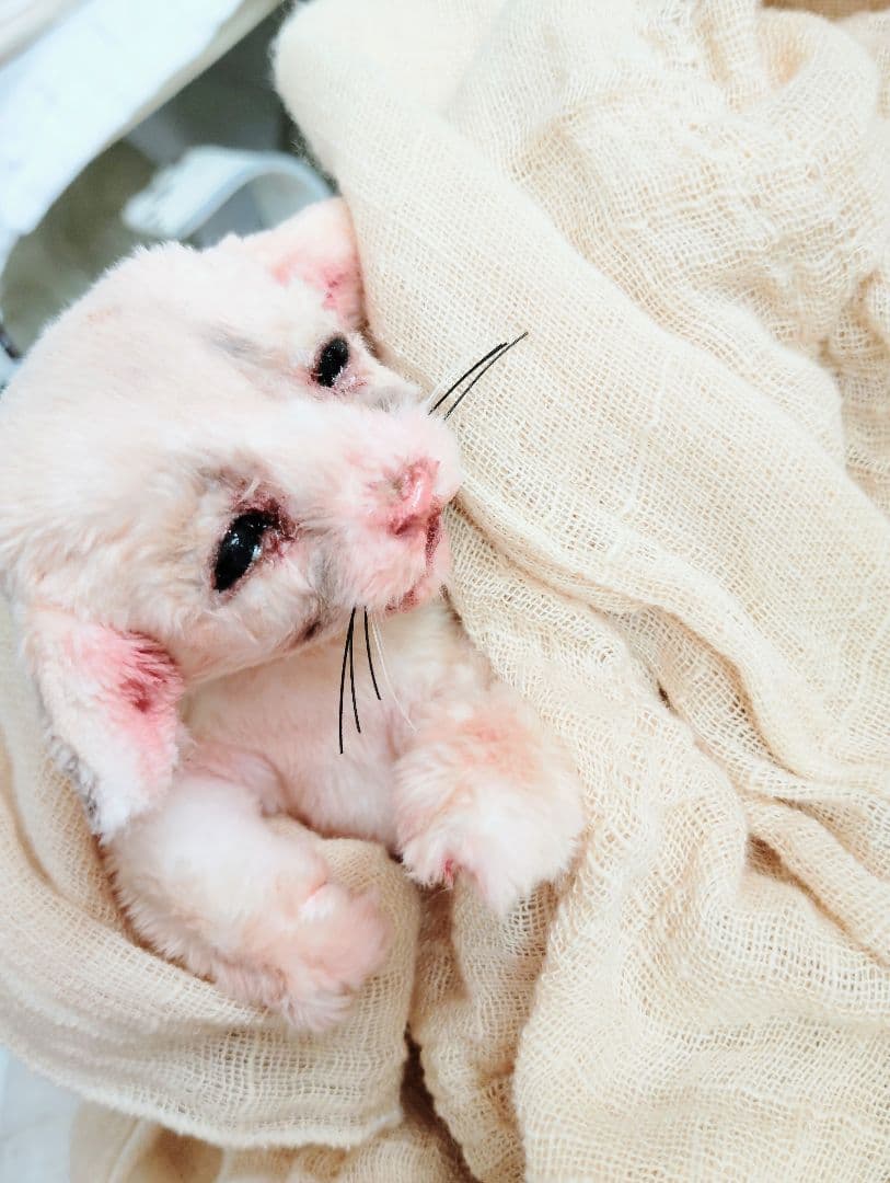 生後１０日♡リアルな子♡フェネック赤ちゃん♡アートドール♡ぬいぐるみ♡