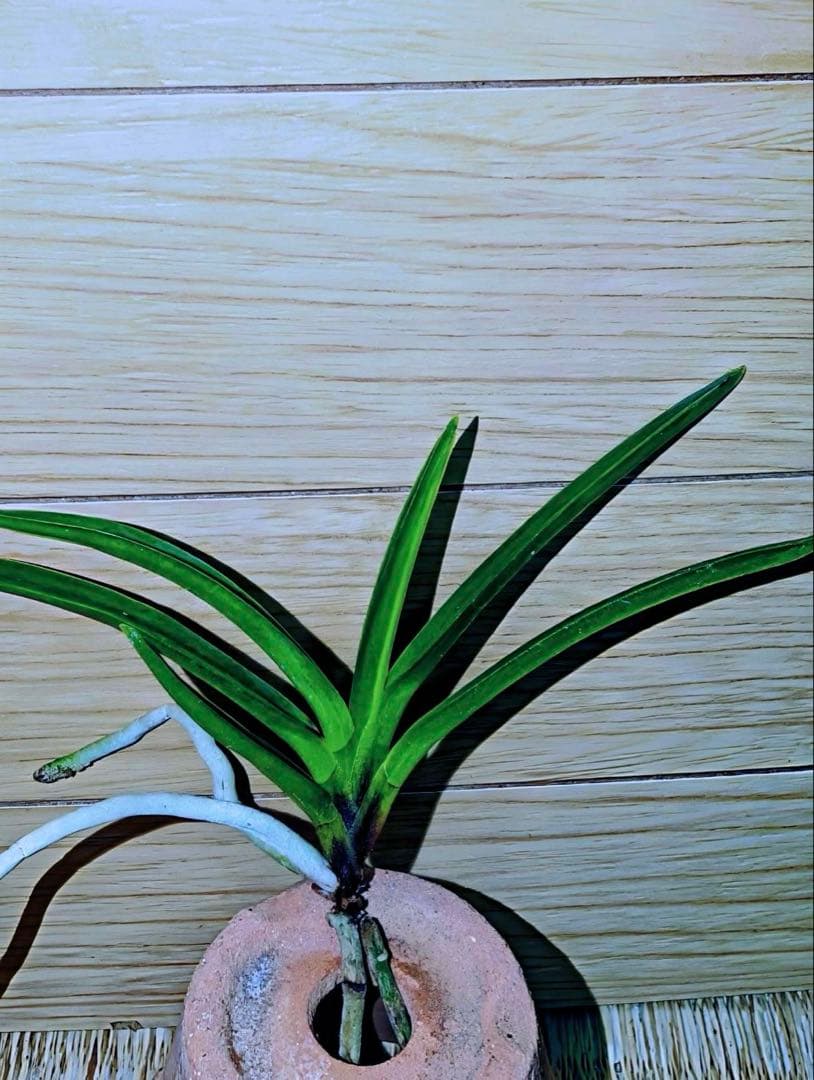 【迎春早い者勝ち商品】富貴蘭「黒金牡丹」天葉に縞有り