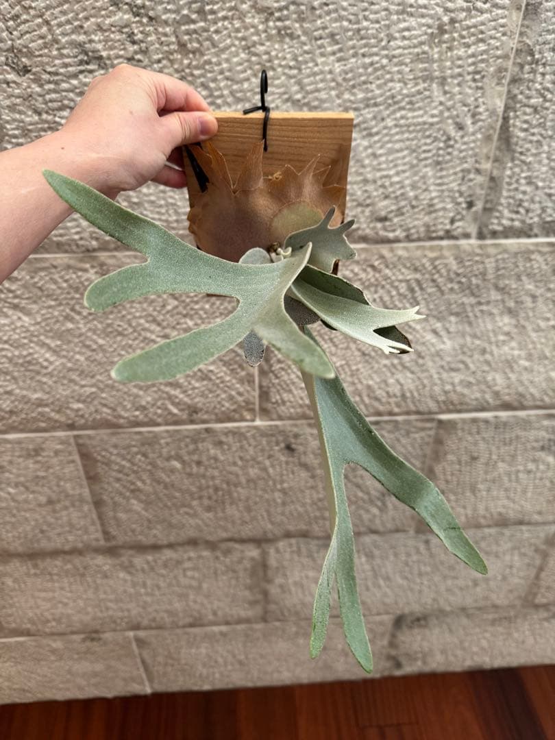 P.Hakuna Matata F301 ハクナマタタ 子株 ビカクシダOC