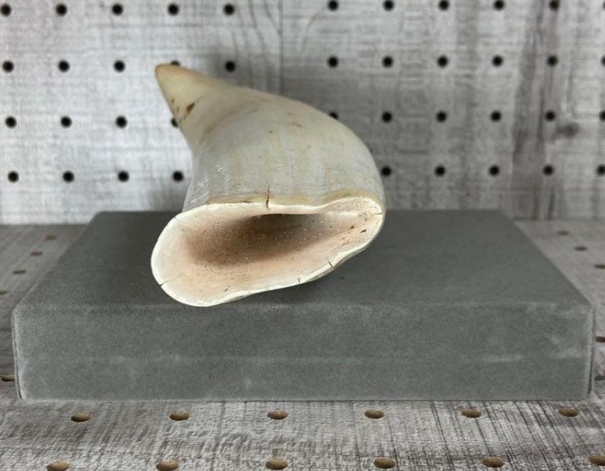鯨/鯨歯/クジラ/歯/牙/466g