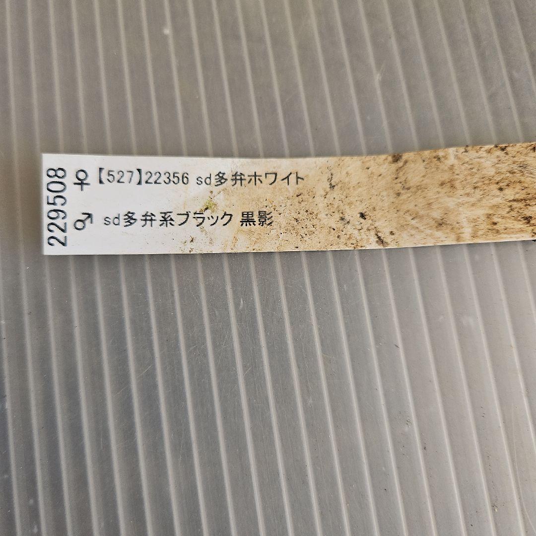 かぁむぅ様ご購入苗㉖-415クリスマスローズ