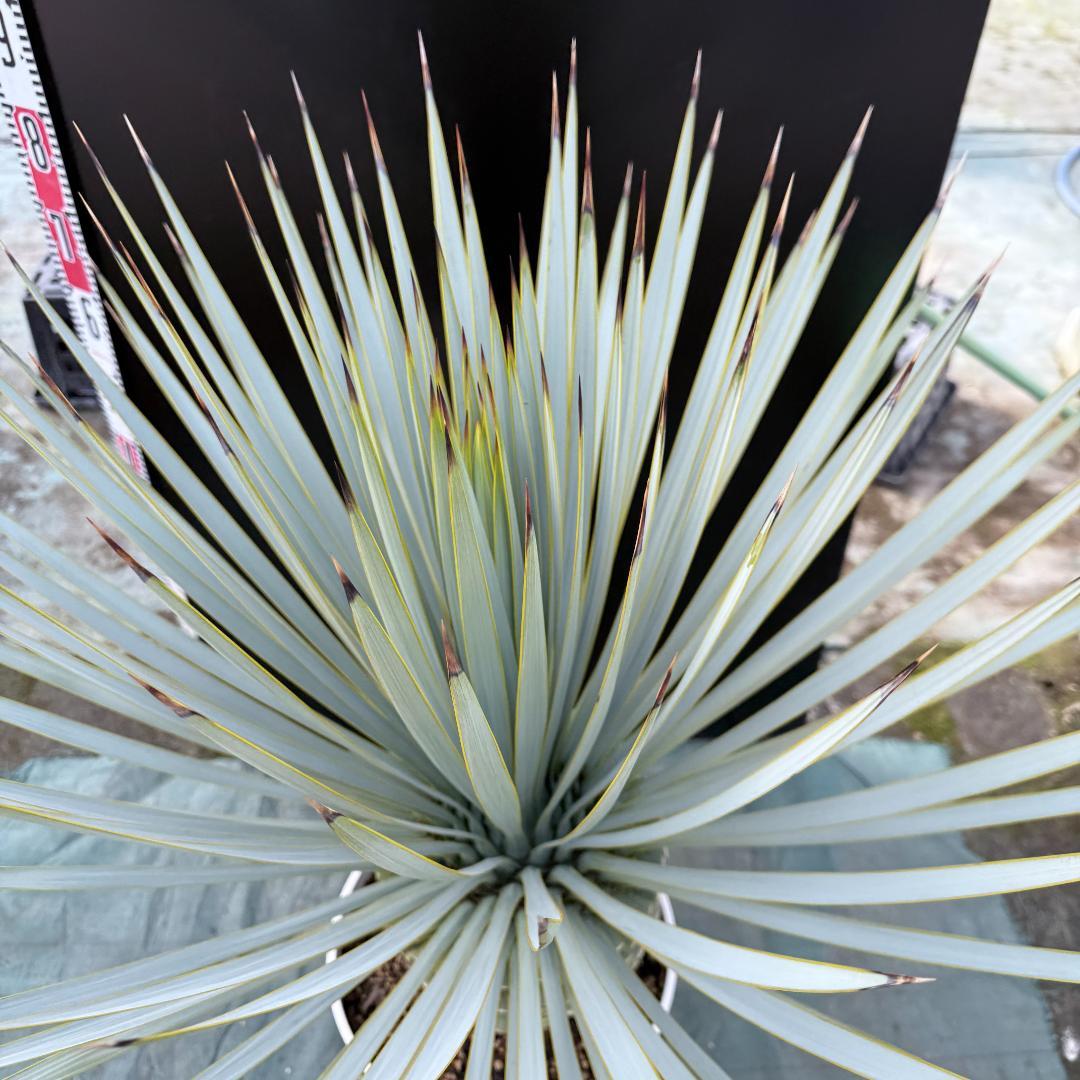 【AL1165】ユッカ　ロストラータ　ホワイト個体【ALBEROホワイト祭り】