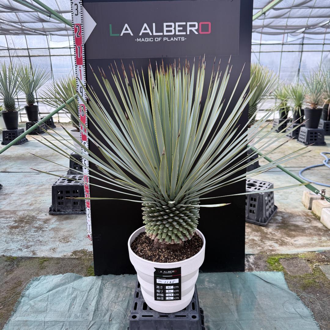 【AL1165】ユッカ　ロストラータ　ホワイト個体【ALBEROホワイト祭り】