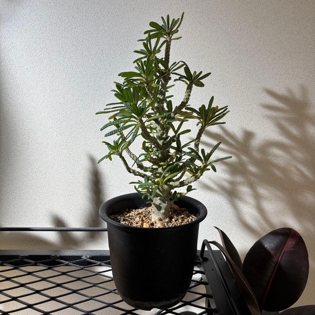 【レア 塊根植物】ドルステニアギガス ブラータ 美株 良樹形 鉢ごとメルカリ便