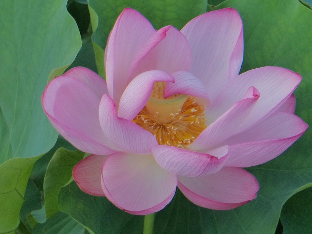 動作品！作例付！SONY Cyber-shot DSC-TF1 防水・耐衝撃