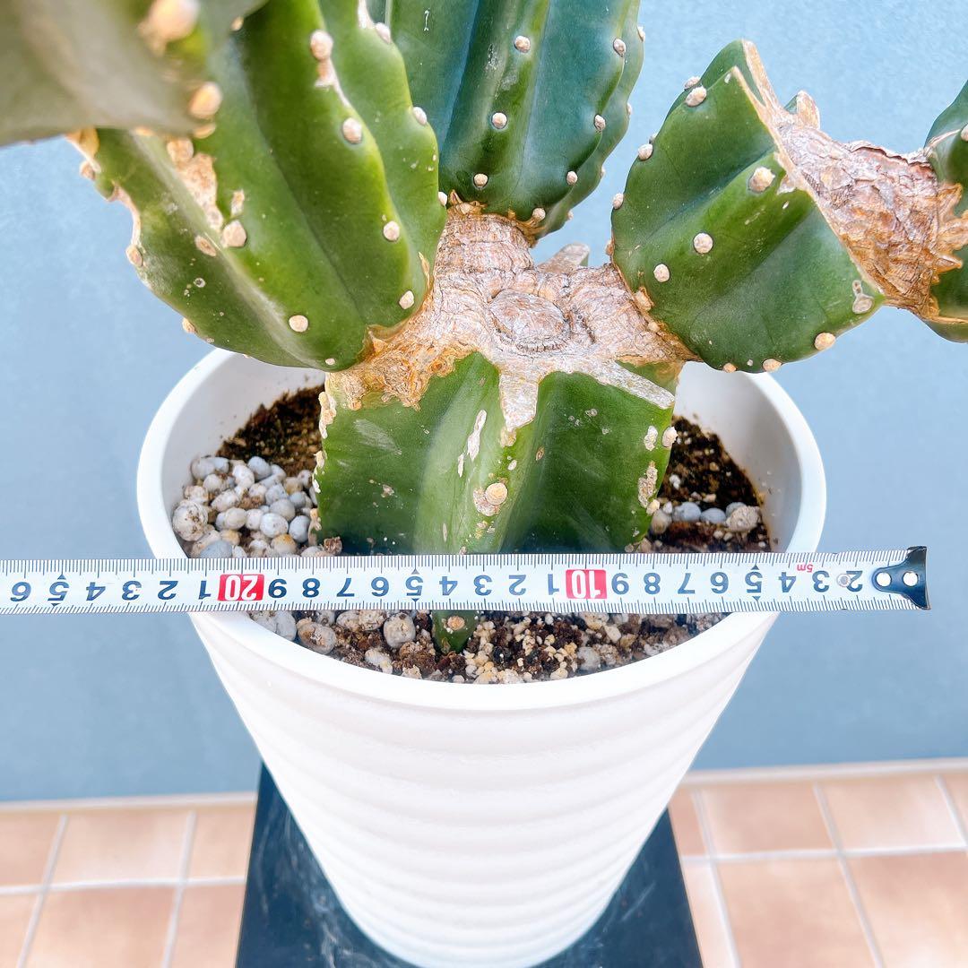 現品　サボテン　柱サボテン　ブランチ　鬼面角　1番　特大　ドライガーデン