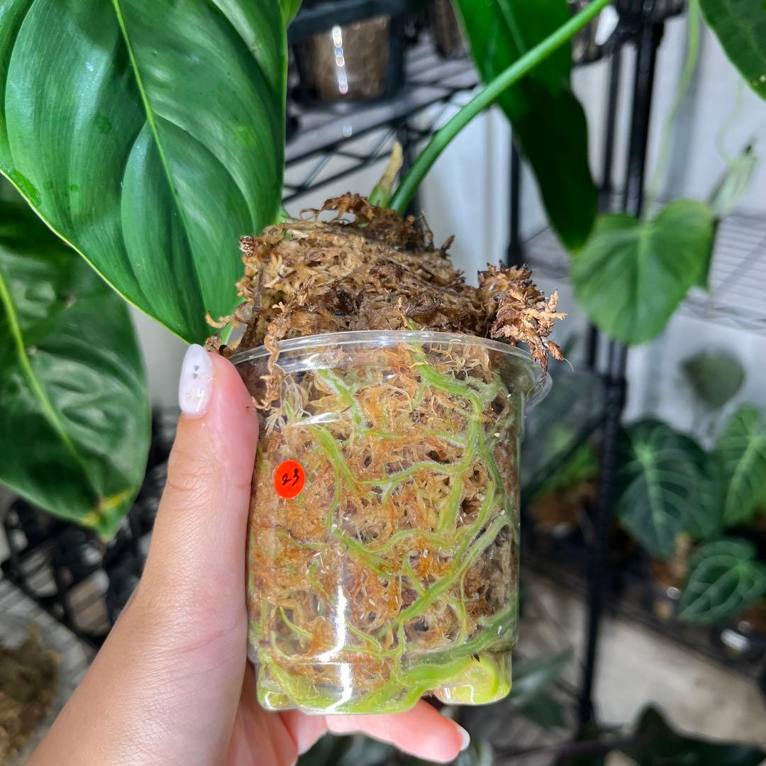 23 Zamora Queen ザモラクイーン　Anthurium アンスリウム