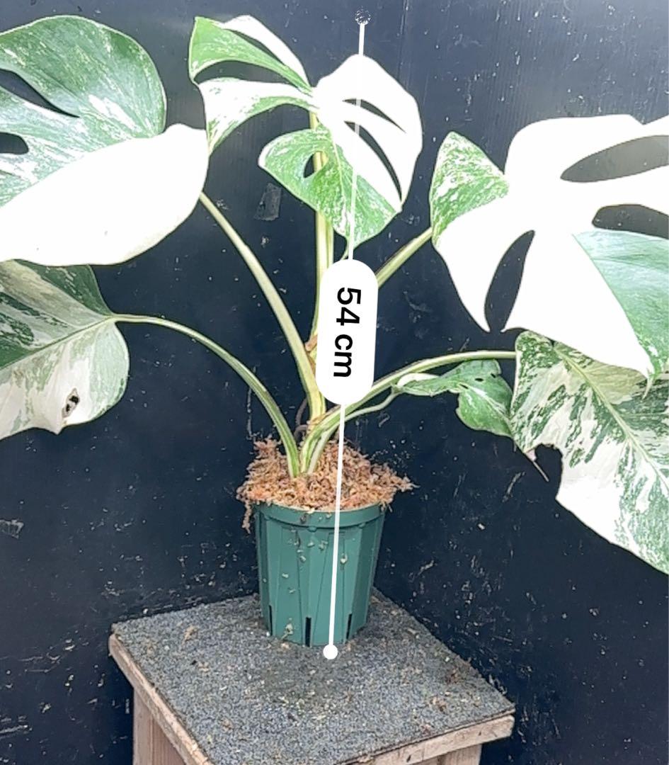 梅*様 斑入りモンステラ ホワイトタイガー極美大株54cm白斑多