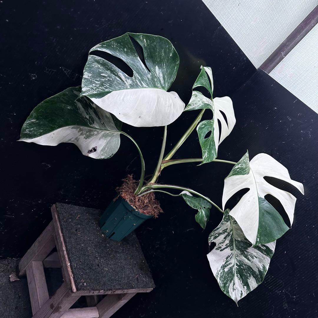 梅*様 斑入りモンステラ ホワイトタイガー極美大株54cm白斑多